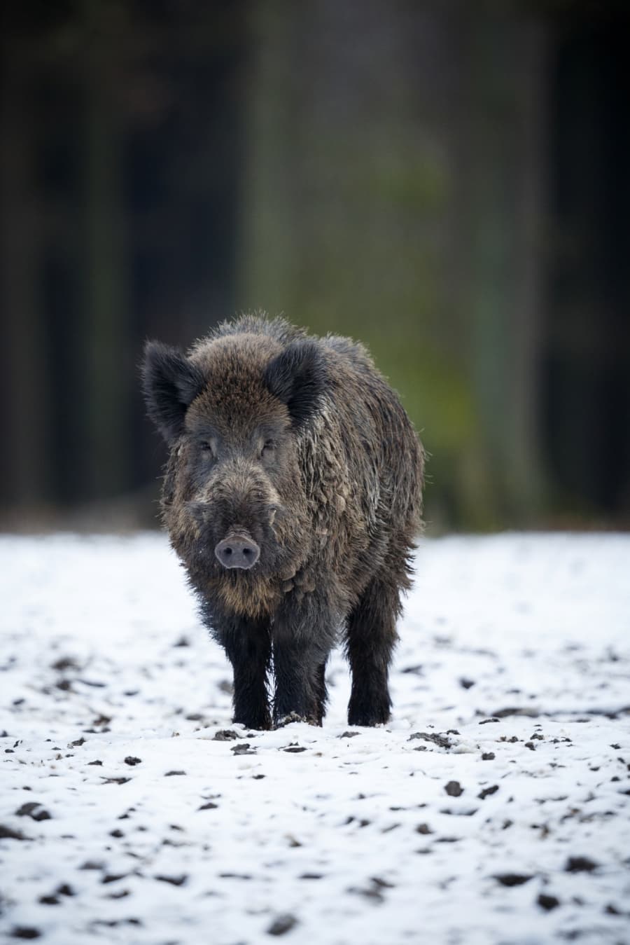 2026-04-22-wild-boar-nature-habitat-dangerous-animal-forest-czech-republic-nature-sus-scrofa.jpg